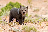 United Sates , Utah , Grizzly bear  Ursus arctos horribilis  , baby , young