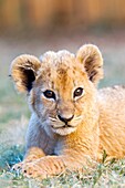 South Africa ,Bloemfontein , Cheetah Experience center , lion , cub  Panthera leo