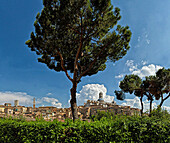 Siena, Sienna, Italy, Europe, Tuscany, Toscana, trees, view, town, city,. Siena, Sienna, Italy, Europe, Tuscany, Toscana, trees, view, town, city