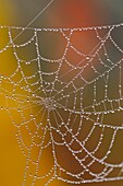 Orb-weaver´s web with raindrops, Greater Sudbury Lively, Ontario, Canada