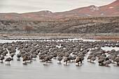 Sandhill crane Grus canadensis Flock roosting in safety of pond at dawn