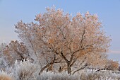 Hoarfrost on cottonwood trees, Bosque del Apache NWR, New Mexico, USA