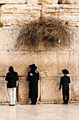 Jewish boys praying at the Western Wall Wailing Wall, Jewish Quarter, Old City, Jerusalem, Israel