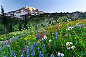 Wild flowers at Mt Rainier National Park