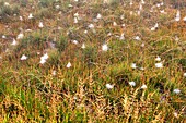 Spider Webs in Grass, South of Fountain Flat Drive,Yellowstone National Park, Wyoming, USA