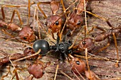 Red ants attacking a black ant. Image taken at Kampung Skudup, Sarawak, Malaysia.
