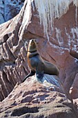 Mexico, Baja California, World Heritage Site, Los Islotes island, Sea lion