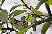 Mexico, Baja California, Loreto, Nesting Colibris