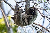 Three-toed sloth Bradypus variegatus mother and baby foraging on Isla Carenero, Bocas del Toro, Panama