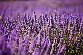 Blooming field of Lavender Lavandula angustifolia around Boux, Luberon Mountains, Vaucluse, Provence-Alpes-Cote d´Azur, Southern France, France, Europe, PublicGround