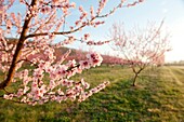 Peach trees in blossom Albermarle Cider works