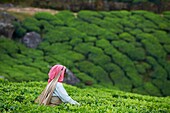 India, Kerala state, Munnar, tea plantations, Tamil worker