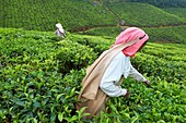 India, Kerala state, Munnar, tea plantations, Tamil worker