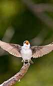 Tree Swallow, Tachycineta bicolor -, Potter Marsh, Anchorage coastal wildlife refuge, Anchorage, Alaska, U S A