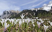 Spring Crocus Crocus vernus in the austrian alps in the Eng valley The Eng valley is the most famous of all valleys in karwendel mountain range Next to the sheer rock faces of the karwendel mountains the sycamore maple forest Grosser Ahornboden and the al