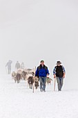 Transhumance, the great sheep trek across the main alpine crest in the Otztal Alps between South Tyrol, Italy, and North Tyrol, Austria  This very special sheep drive is part of the intangible cultural heritage of the austrian UNESCO Commission  App 2000.