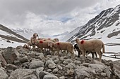 Transhumance, the great sheep trek across the main alpine crest in the Otztal Alps between South Tyrol, Italy, and North Tyrol, Austria  This very special sheep drive is part of the intangible cultural heritage of the austrian UNESCO Commission  App 2000.