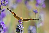 Painted Lady Vanessa cardui, Greece