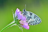 Schmetterling, Marmorierter Weißling, Melanargia galathea, sitzt auf einer Blüte, Karlstadt, Franken, Bayern, Deutschland