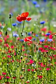 Poppy in the filed of wildflowers