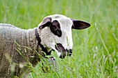 Headshot on a brown and white sheep eating and he have a bell and standing on the green field with grass