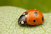 A Seven-spotted Lady Beetle Coccinella septempunctata covered with raindrops after a brief rain shower, Ward Pound Ridge Reservation, Cross River, Westchester County, New York, USA
