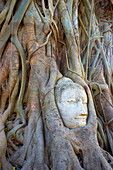 Thailand, Ayutthaya, Wat Mahathat Temple, a Buddha head overgrown with tree roots