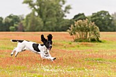 A 5 month old young English Springer Spaniel dog running in a field showing movement