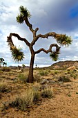 Joshua Tree Yucca brevifolia, Mojave Desert, Joshua Tree National Park, California, USA