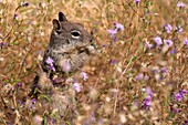 A Belding´s ground squirrel munches on flowers in a meadow in Yosemite