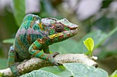 Panther Chameleon Furcifer pardalis sitting on branch, Madagascar