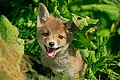 Red Fox, vulpes vulpes, Pup standing in Long Grass, Normandy