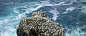 Gannets, Skoruvikurbjarg cliff, Iceland