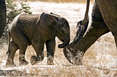 Baby African Elephant Desert-adapted - Huab River, near Twyfelfontein, Damaraland, Namibia, Africa