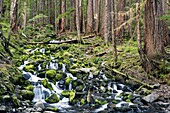 Creek near Sol Duc Falls, Olympic National Park, near Port Angeles, Washington, USA