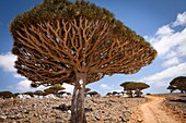 Dragon´s Blood Tree Dracaena cinnabari, endemic to island, Diksam Plateau, central Socotra Island, listed as World Heritage by UNESCO, Aden Governorate, Yemen, Arabia, West Asia