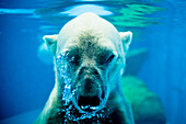 Polar Bear Exhaling Underwater