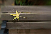 Maple Leaf on Brown Bench