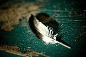 Feather on Blue Background