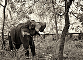 Old Elephant, India