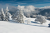 Schneebedeckte Buchen und Tannen, im Hintergrund der Feldberg, Schauinsland, nahe Freiburg im Breisgau, Schwarzwald, Baden-Wuerttemberg, Deutschland