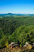 Blick vom Brand Aussichtspunkt über Wälder, Elbsandsteingebirge, Sächsische Schweiz, Sachsen, Deutschland, Europa