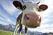Cow in the mountains, Morzine, Wallis, France