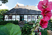 Traditional house with thatched roof and with garden, Baltic Sea, Middelhagen, Moenchgut Peninsula, Island of Ruegen, Mecklenburg West-Pomerania, Germany