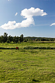 Grazing horse, Baltic Sea, near Preetz, Island of Ruegen, Mecklenburg West-Pomerania, Germany