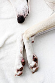 Spanischer Windhund, Galgo Espanol, liegt auf einer weißen Decke, Hund, Tier