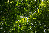 Tree crowns, biosphere reserve, Granitz, ruegen, Mecklenburg-West Pomerania, Germany