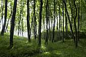 Hügelige Wald, Biosphärenreservat, Granitz, Rügen, Mecklenburg-Vorpommern, Deutschland