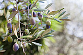 Olive branch with olives, olive tree, Liguria, Italy