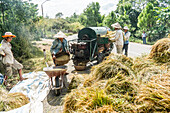 Bauern beim Reis dreschen, Hue, Vietnam, Asien
